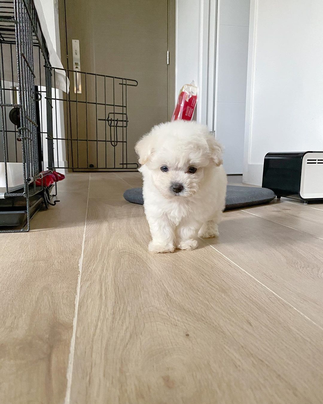 Lovy, weiblicher Bichon Frisé Welpe